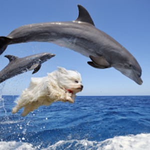 A digitally made image shows two grey dolphins and a small white dog jumping over an ocean.